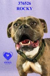 Shelter Stray Male Dog last seen Near S Lincoln St, Stockton, CA 95206, USA, 1575 S Lincoln St, Stockton, CA 95206, USA