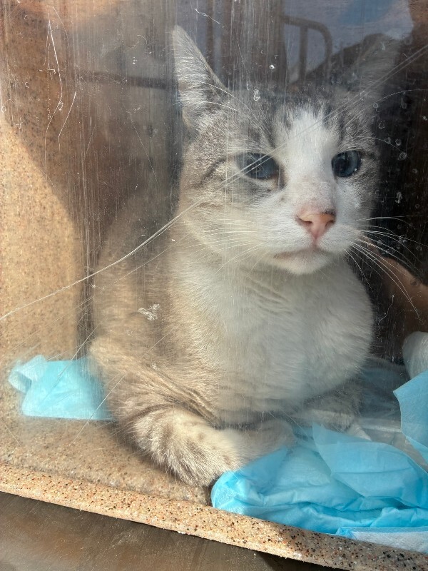 Shelter Stray Male Cat last seen Near Gondola Ct, Stockton, CA 95207, USA, 1575 S Lincoln St, Stockton, CA 95206, USA