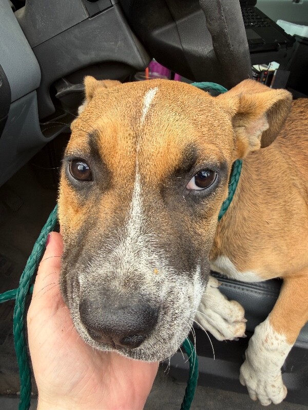 Shelter Stray Female Dog last seen Near Bridalveil Cir, Stockton, CA 95212, USA, 1575 S Lincoln St, Stockton, CA 95206, USA