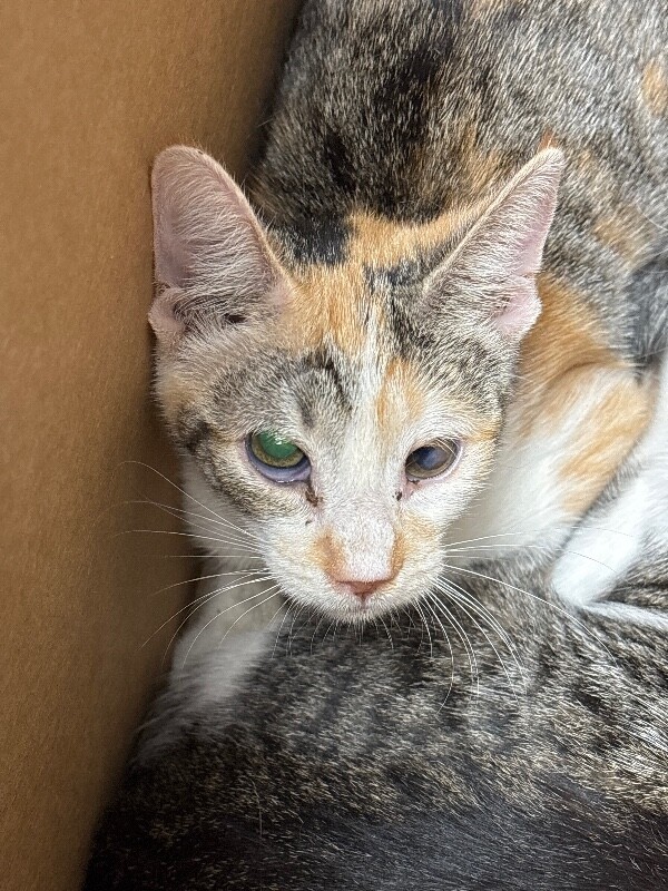 Shelter Stray Female Cat last seen , 1575 S Lincoln St, Stockton, CA 95206, USA