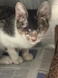 Shelter Stray Female Cat last seen , 1575 S Lincoln St, Stockton, CA 95206, USA
