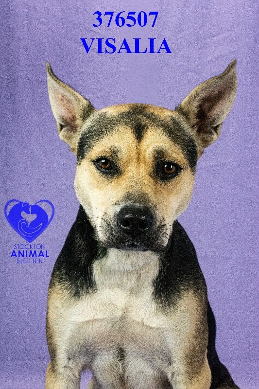 Shelter Stray Female Dog last seen Waterloo Rd, Stockton, CA, USA, 1575 S Lincoln St, Stockton, CA 95206, USA