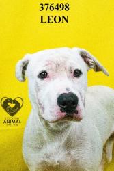 Shelter Stray Male Dog last seen Near E March Ln, Stockton, CA 95210, USA, 1575 S Lincoln St, Stockton, CA 95206, USA