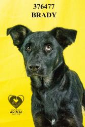 Shelter Stray Male Dog last seen Near Feather River Dr, Stockton, CA 95219, USA, 1575 S Lincoln St, Stockton, CA 95206, USA