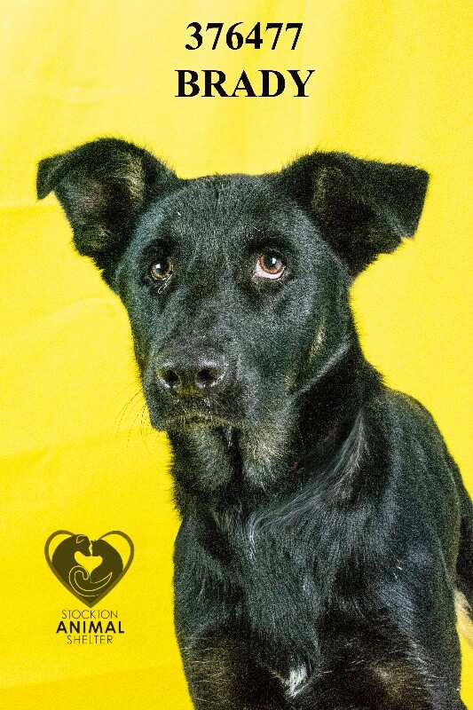 Shelter Stray Male Dog last seen Near Feather River Dr, Stockton, CA 95219, USA, 1575 S Lincoln St, Stockton, CA 95206, USA