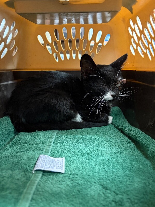 Shelter Stray Male Cat last seen Near Lorraine Ave, Stockton, CA 95210, USA, 1575 S Lincoln St, Stockton, CA 95206, USA
