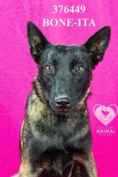 Shelter Stray Female Dog last seen Near Kaiser Rd, Stockton, CA 95215, USA, 1575 S Lincoln St, Stockton, CA 95206, USA