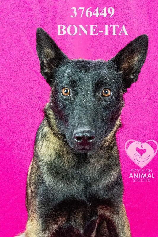Shelter Stray Female Dog last seen Near Kaiser Rd, Stockton, CA 95215, USA, 1575 S Lincoln St, Stockton, CA 95206, USA