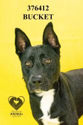 Shelter Stray Male Dog last seen Near Tam O'Shanter Dr, Stockton, CA 95210, USA, 1575 S Lincoln St, Stockton, CA 95206, USA