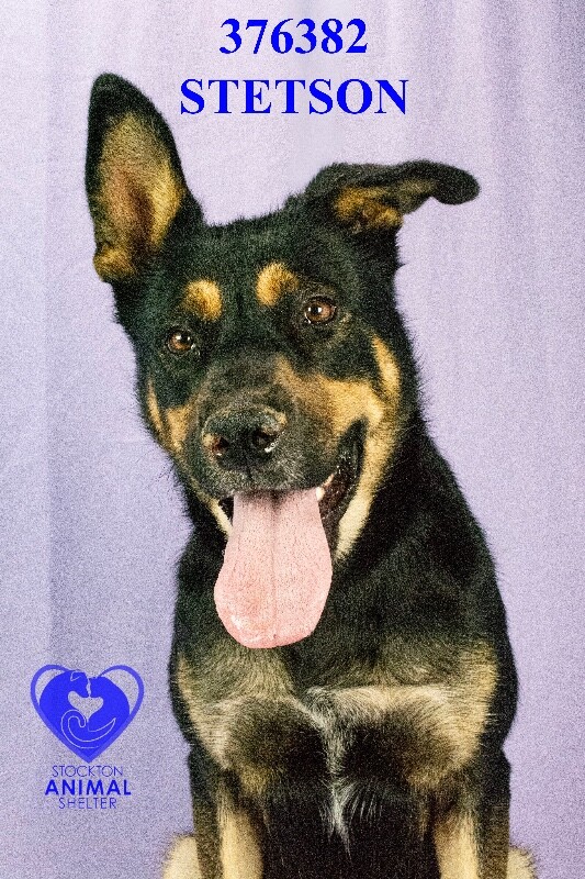 Shelter Stray Male Dog last seen Oxford Way, Stockton, CA 95204, USA, 1575 S Lincoln St, Stockton, CA 95206, USA