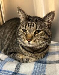 Shelter Stray Female Cat last seen Near Rexham Ct, Hilmar, CA 95324, USA, 1575 S Lincoln St, Stockton, CA 95206, USA