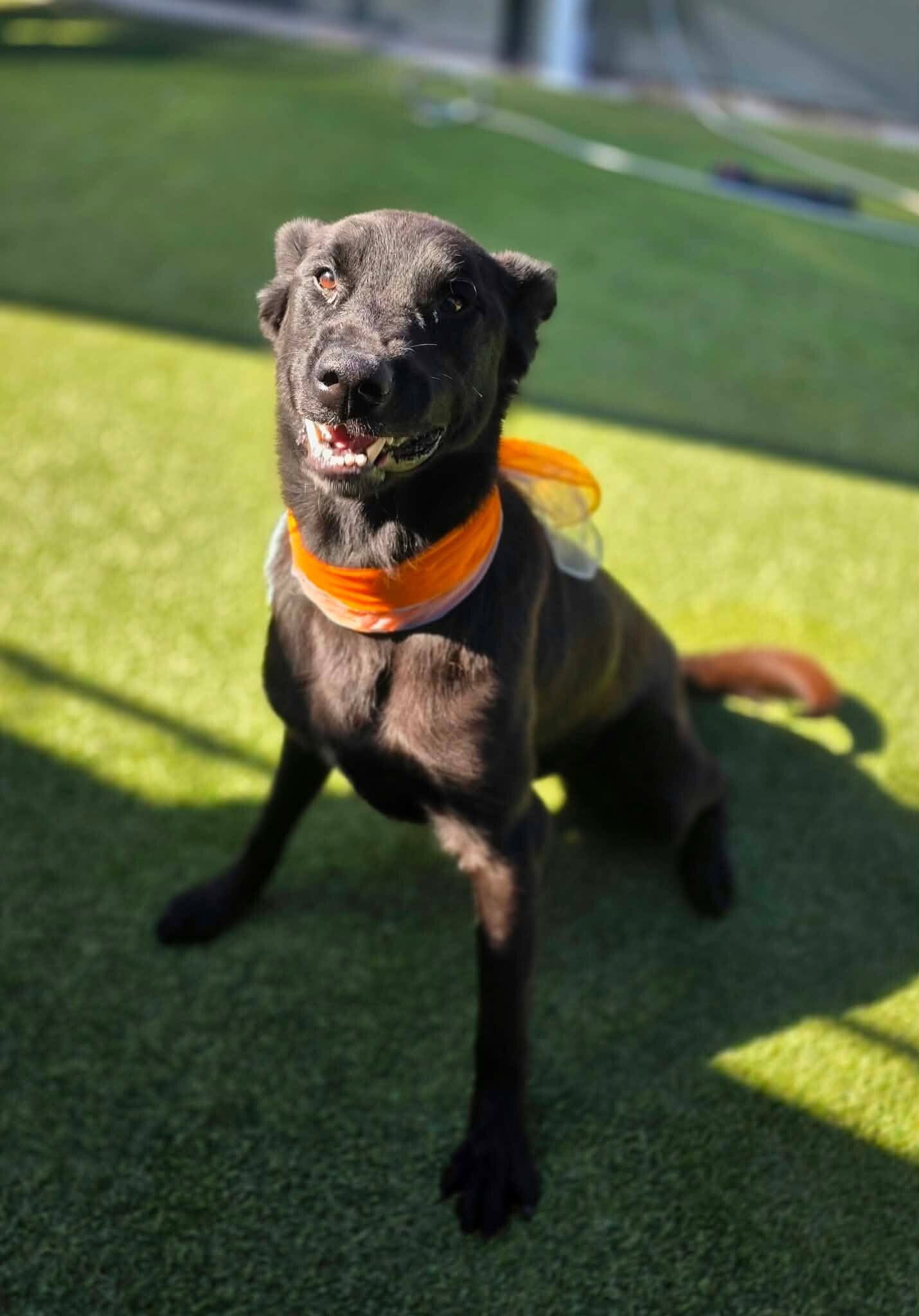 Shelter Stray Male Dog last seen Near Corral Hollow Rd, Tracy, CA 95304, USA, 1575 S Lincoln St, Stockton, CA 95206, USA