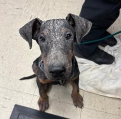 Shelter Stray Male Dog last seen Near Elaine Dr, Stockton, CA 95207, USA, 1575 S Lincoln St, Stockton, CA 95206, USA