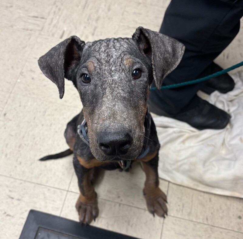 Shelter Stray Male Dog last seen Near Elaine Dr, Stockton, CA 95207, USA, 1575 S Lincoln St, Stockton, CA 95206, USA