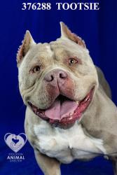 Shelter Stray Female Dog last seen Near Glendora Ave, Stockton, CA 95207, USA, 1575 S Lincoln St, Stockton, CA 95206, USA