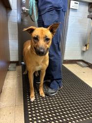 Shelter Stray Female Dog last seen Near Thornton Rd, Stockton, CA 95209, USA, 1575 S Lincoln St, Stockton, CA 95206, USA