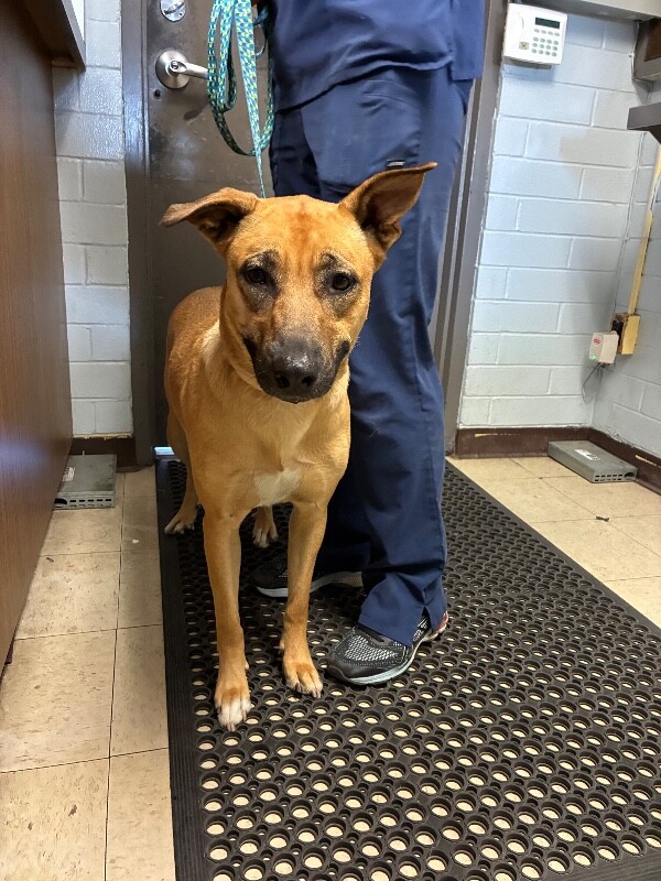 Shelter Stray Female Dog last seen Near Thornton Rd, Stockton, CA 95209, USA, 1575 S Lincoln St, Stockton, CA 95206, USA