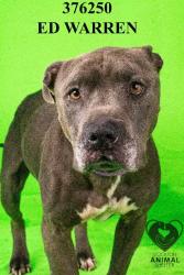 Shelter Stray Male Dog last seen Near French Camp Rd, French Camp, CA 95231, USA, 1575 S Lincoln St, Stockton, CA 95206, USA
