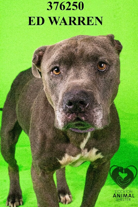 Shelter Stray Male Dog last seen Near French Camp Rd, French Camp, CA 95231, USA, 1575 S Lincoln St, Stockton, CA 95206, USA