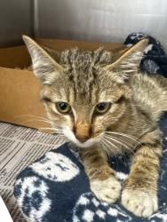 Shelter Stray Unknown Cat last seen Near Lovelace Rd, Manteca, CA 95336, USA, 1575 S Lincoln St, Stockton, CA 95206, USA