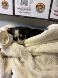 Shelter Stray Female Dog last seen Near Zephyr St, Stockton, CA 95206, USA, 1575 S Lincoln St, Stockton, CA 95206, USA
