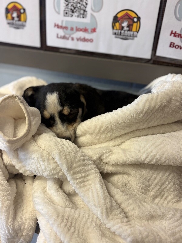 Shelter Stray Female Dog last seen Near Zephyr St, Stockton, CA 95206, USA, 1575 S Lincoln St, Stockton, CA 95206, USA