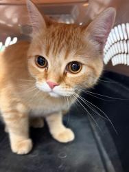 Shelter Stray Male Cat last seen Near E Church St, Stockton, CA 95203, USA, 1575 S Lincoln St, Stockton, CA 95206, USA