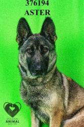 Shelter Stray Female Dog last seen Near Farmington Rd, Stockton, CA 95215, USA, 1575 S Lincoln St, Stockton, CA 95206, USA