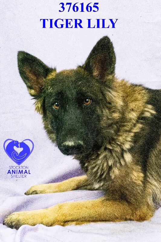 Shelter Stray Female Dog last seen Near Alitalia Ave, Stockton, CA 95206, USA, 1575 S Lincoln St, Stockton, CA 95206, USA