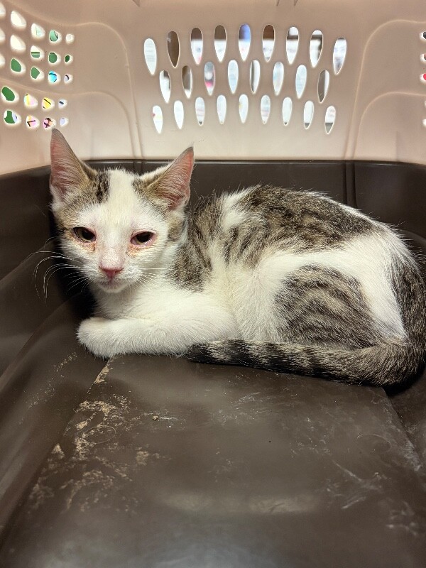 Shelter Stray Male Cat last seen Near N Augusta St, Woodbridge, CA 95258, USA, 1575 S Lincoln St, Stockton, CA 95206, USA
