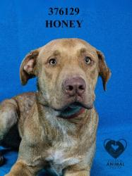 Shelter Stray Male Dog last seen Near E Wyman Rd, French Camp, CA 95231, USA, 1575 S Lincoln St, Stockton, CA 95206, USA