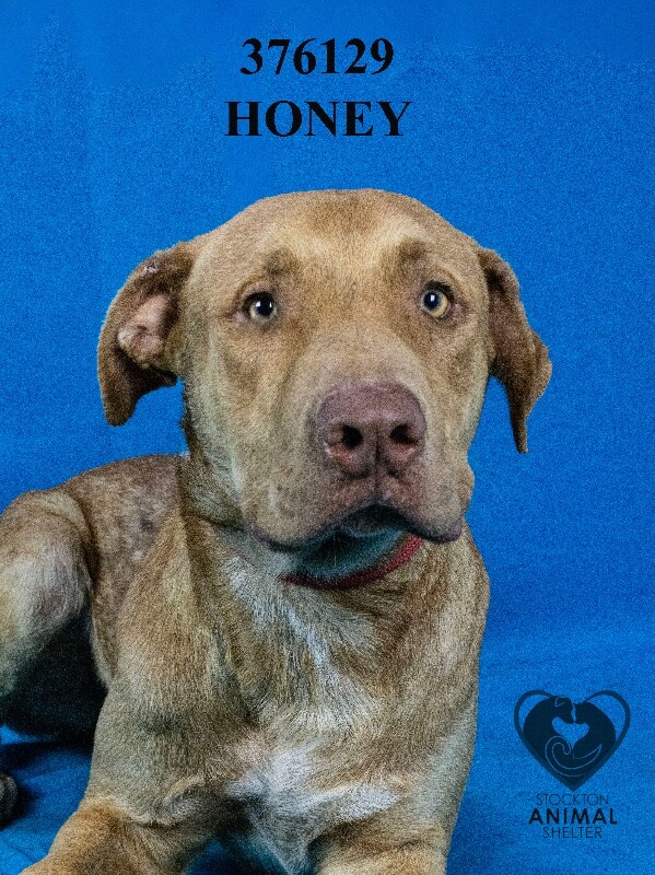 Shelter Stray Male Dog last seen Near E Wyman Rd, French Camp, CA 95231, USA, 1575 S Lincoln St, Stockton, CA 95206, USA