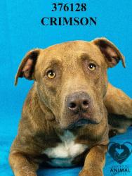 Shelter Stray Male Dog last seen Near E Wyman Rd, French Camp, CA 95231, USA, 1575 S Lincoln St, Stockton, CA 95206, USA