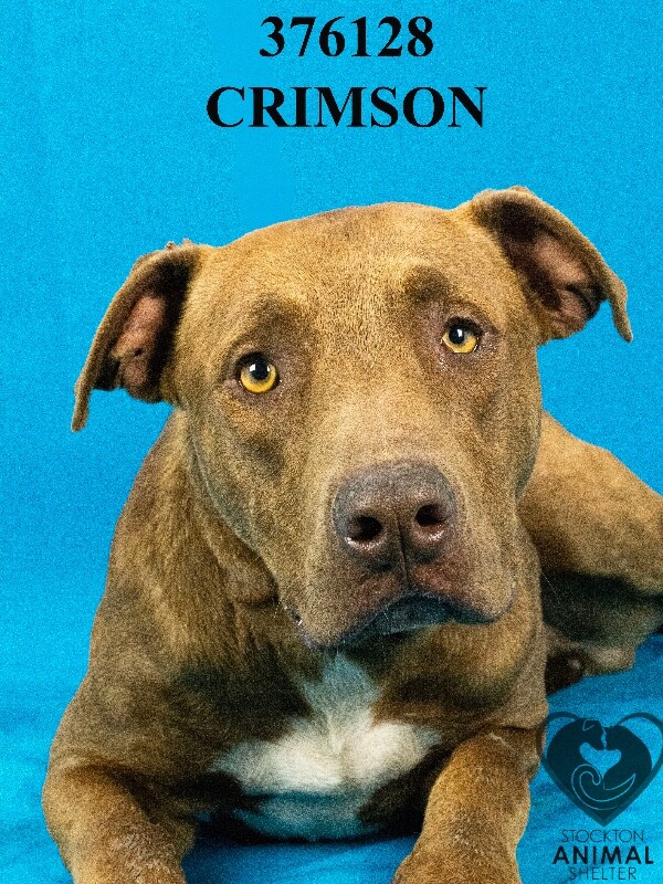 Shelter Stray Male Dog last seen Near E Wyman Rd, French Camp, CA 95231, USA, 1575 S Lincoln St, Stockton, CA 95206, USA