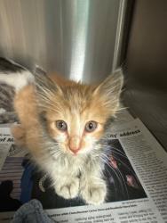 Shelter Stray Male Cat last seen Near Stratford Cir, Stockton, CA 95207, USA, 1575 S Lincoln St, Stockton, CA 95206, USA