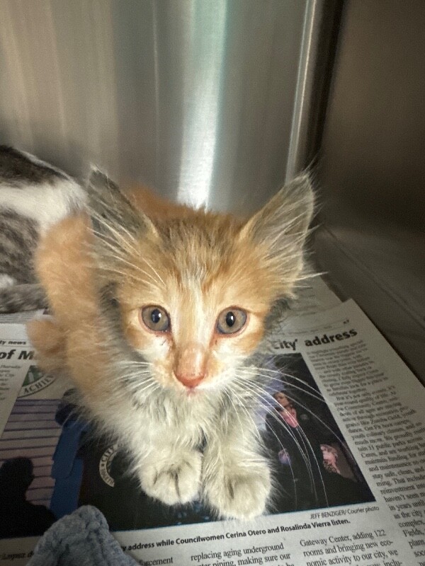 Shelter Stray Male Cat last seen Near Stratford Cir, Stockton, CA 95207, USA, 1575 S Lincoln St, Stockton, CA 95206, USA