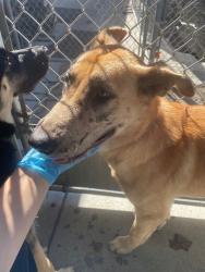 Shelter Stray Male Dog last seen , 1575 S Lincoln St, Stockton, CA 95206, USA