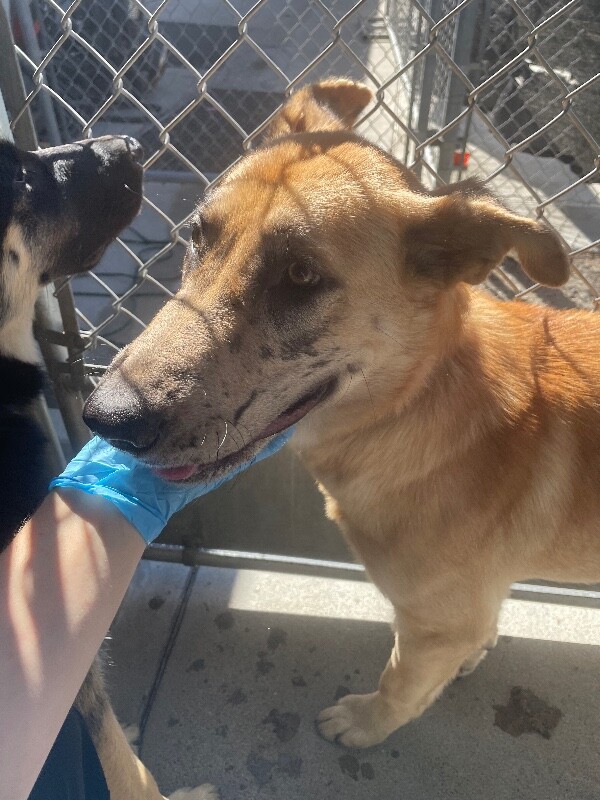Shelter Stray Male Dog last seen , 1575 S Lincoln St, Stockton, CA 95206, USA