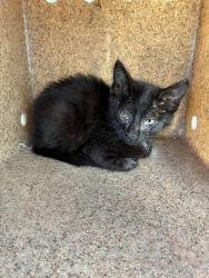 Shelter Stray Female Cat last seen Near Stratford Cir, Stockton, CA 95207, USA, 1575 S Lincoln St, Stockton, CA 95206, USA