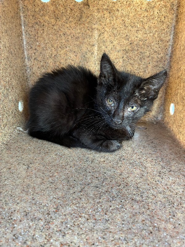 Shelter Stray Female Cat last seen Near Stratford Cir, Stockton, CA 95207, USA, 1575 S Lincoln St, Stockton, CA 95206, USA
