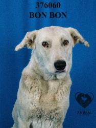Shelter Stray Female Dog last seen S Tracy Blvd & CA-4, California 95206, USA, 1575 S Lincoln St, Stockton, CA 95206, USA