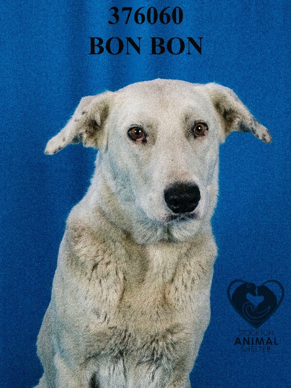 Shelter Stray Female Dog last seen S Tracy Blvd & CA-4, California 95206, USA, 1575 S Lincoln St, Stockton, CA 95206, USA