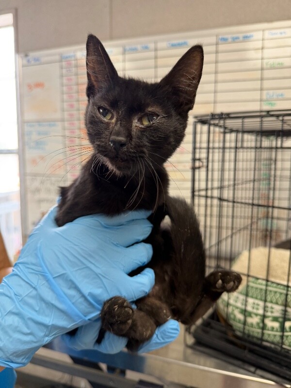 Shelter Stray Male Cat last seen Near N Broadway Ave, Stockton, CA 95205, USA, 1575 S Lincoln St, Stockton, CA 95206, USA