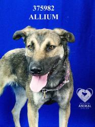 Shelter Stray Female Dog last seen , 1575 S Lincoln St, Stockton, CA 95206, USA