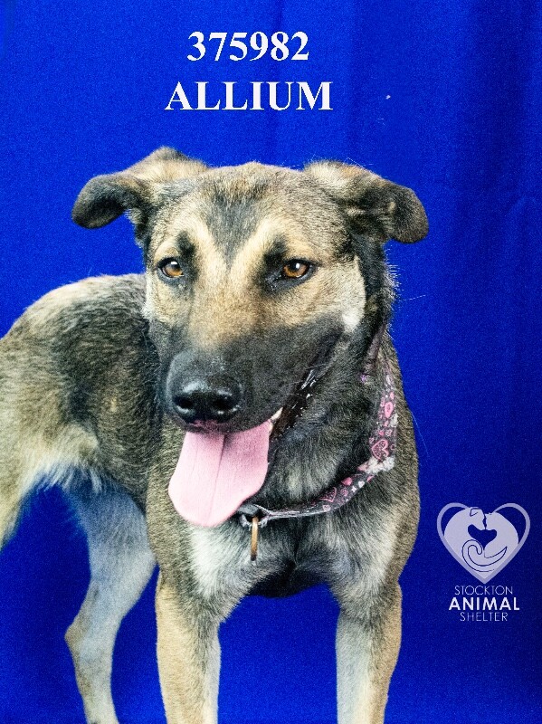 Shelter Stray Female Dog last seen , 1575 S Lincoln St, Stockton, CA 95206, USA