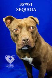 Shelter Stray Male Dog last seen Near W Fremont St, Stockton, CA 95203, USA, 1575 S Lincoln St, Stockton, CA 95206, USA