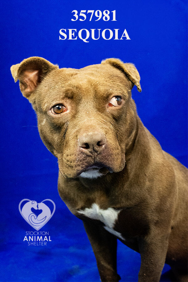 Shelter Stray Male Dog last seen Near W Fremont St, Stockton, CA 95203, USA, 1575 S Lincoln St, Stockton, CA 95206, USA