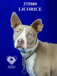 Shelter Stray Male Dog last seen Near W Rose St, Stockton, CA 95203, USA, 1575 S Lincoln St, Stockton, CA 95206, USA