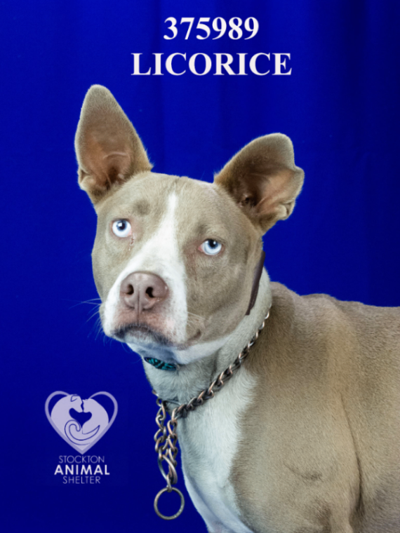 Shelter Stray Male Dog last seen Near W Rose St, Stockton, CA 95203, USA, 1575 S Lincoln St, Stockton, CA 95206, USA