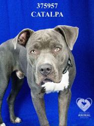 Shelter Stray Male Dog last seen Hammer Ln, Stockton, CA, USA, 1575 S Lincoln St, Stockton, CA 95206, USA